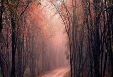 PG电子试玩官网-当东方明珠遇见密尔沃基雄鹰，字母哥刷新纪录之夜，上海队对阵老鹰的跨文化篮球对话